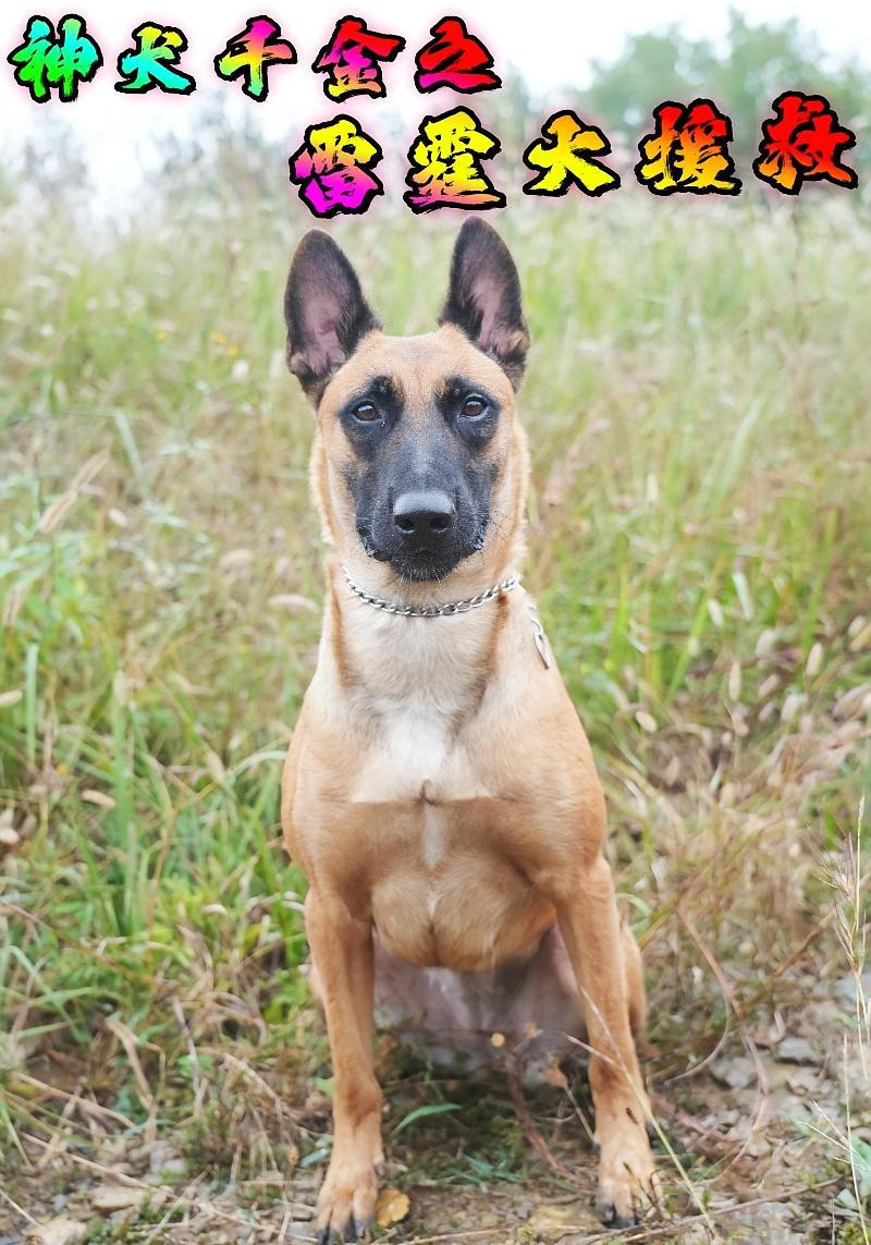 神犬千金之雷霆大援救