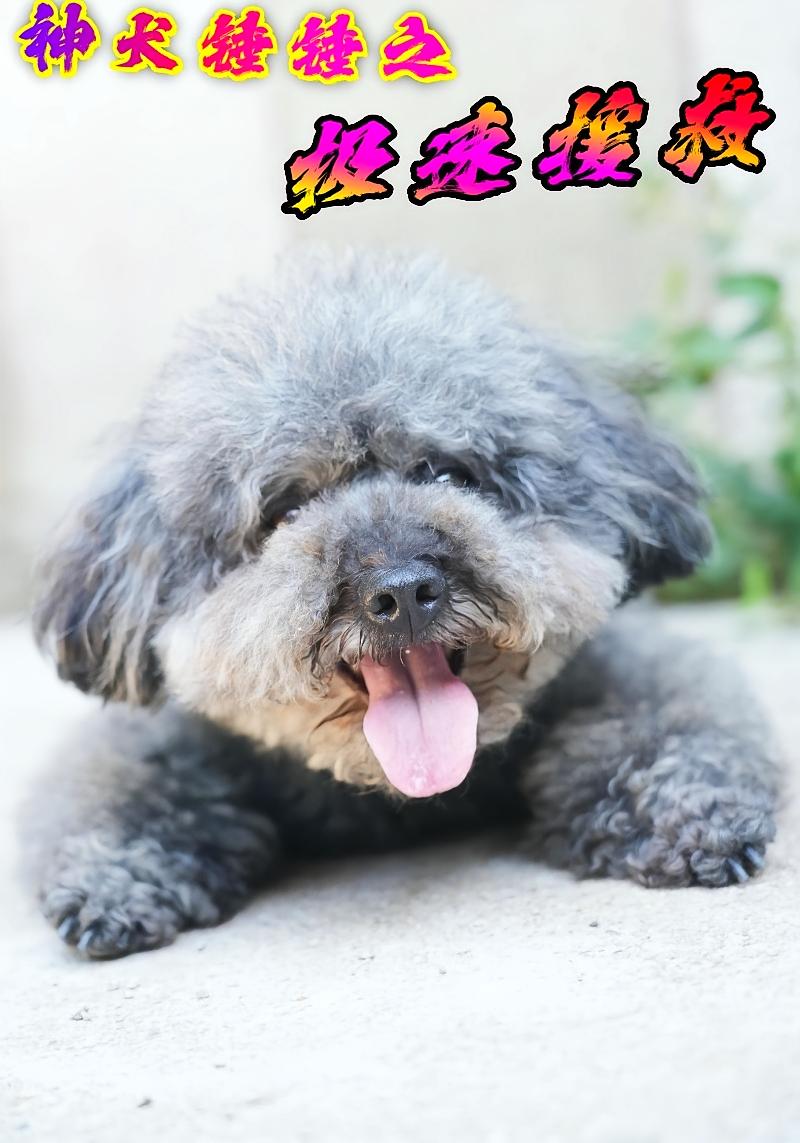 神犬锤锤之极速援救