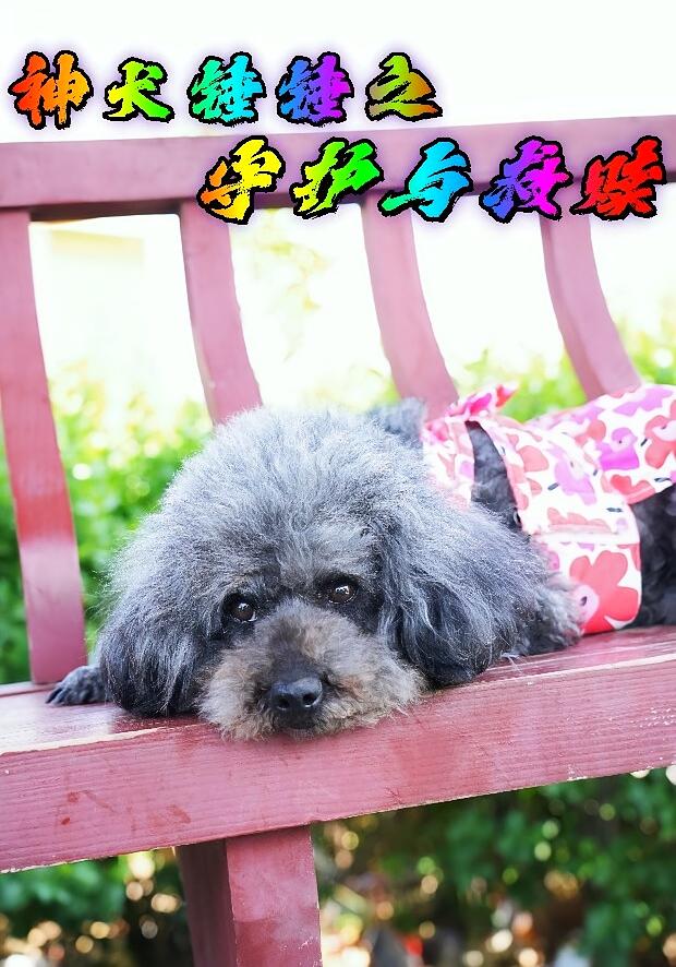 神犬锤锤之守护与救赎