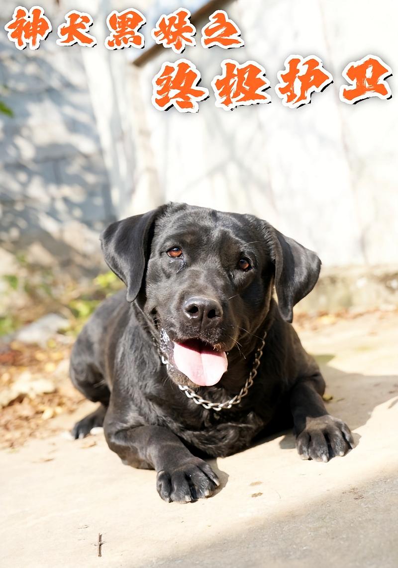 神犬黑妹之终极护卫