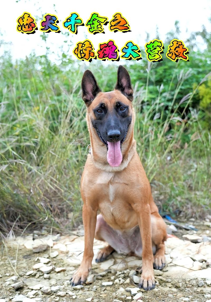 忠犬千金之惊魂大营救