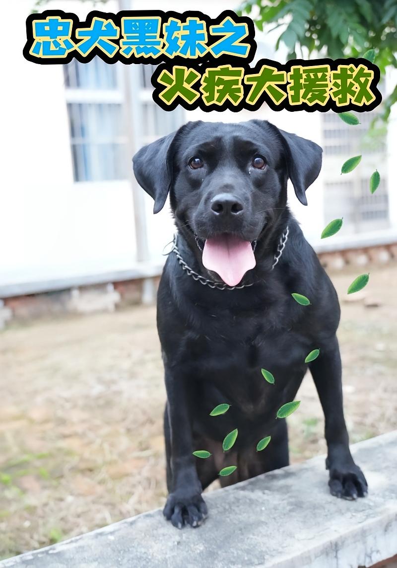 忠犬黑妹之火疾大援救