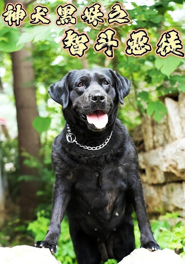 神犬黑妹之智斗恶徒