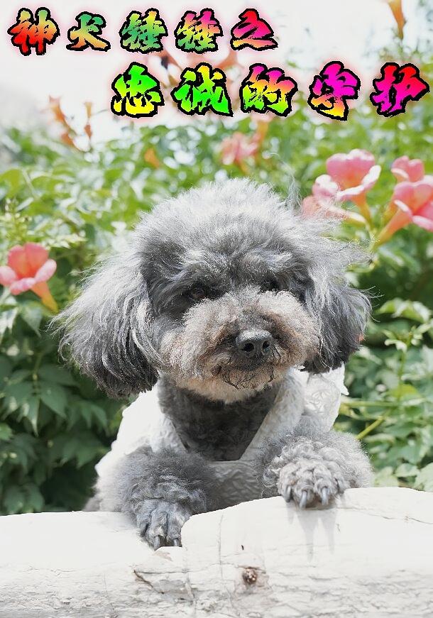 神犬锤锤之忠诚的守护