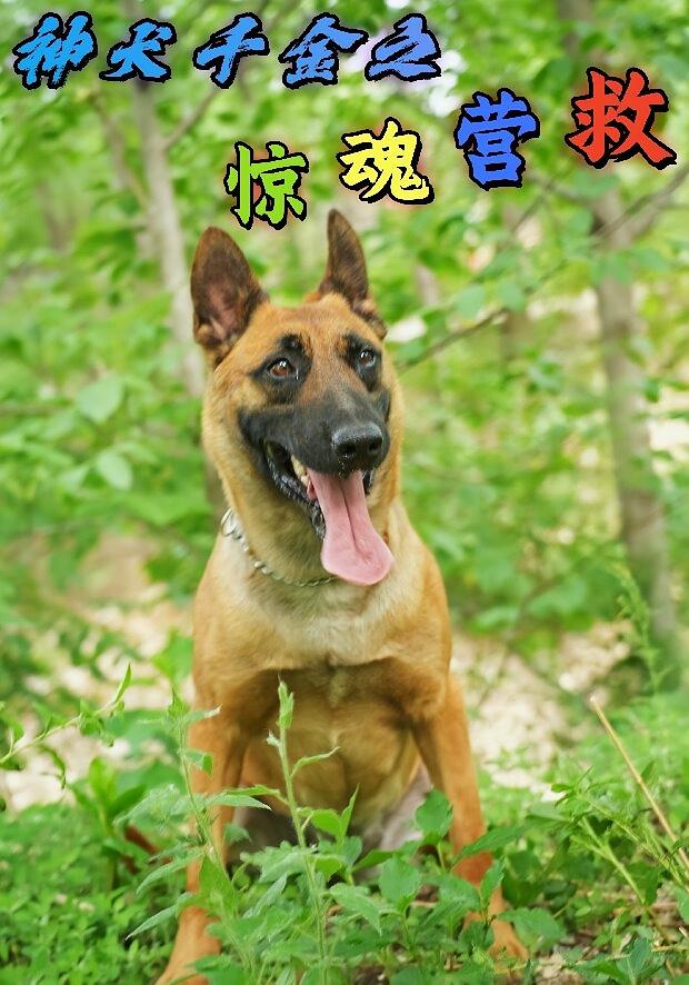 神犬千金之惊魂营救