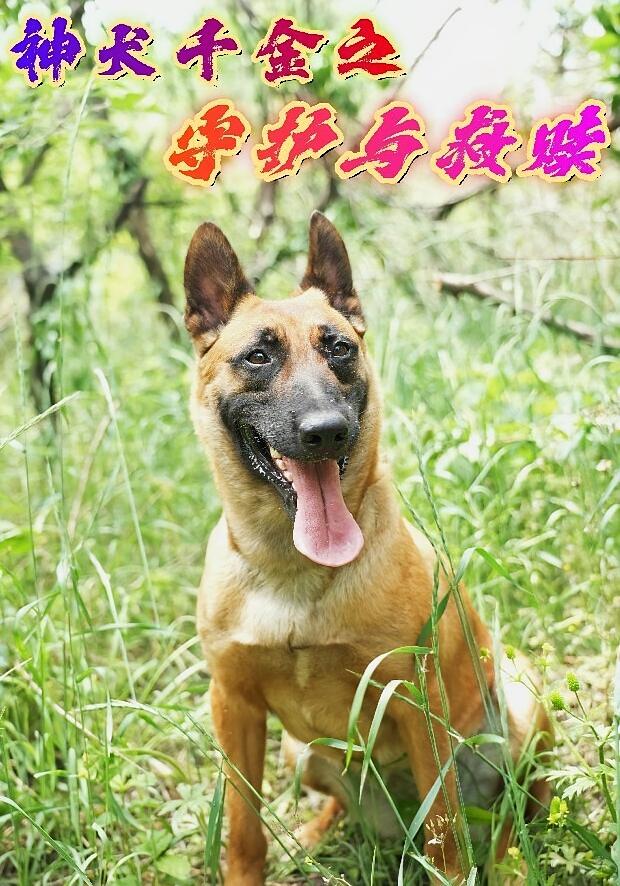 神犬千金之守护与救赎