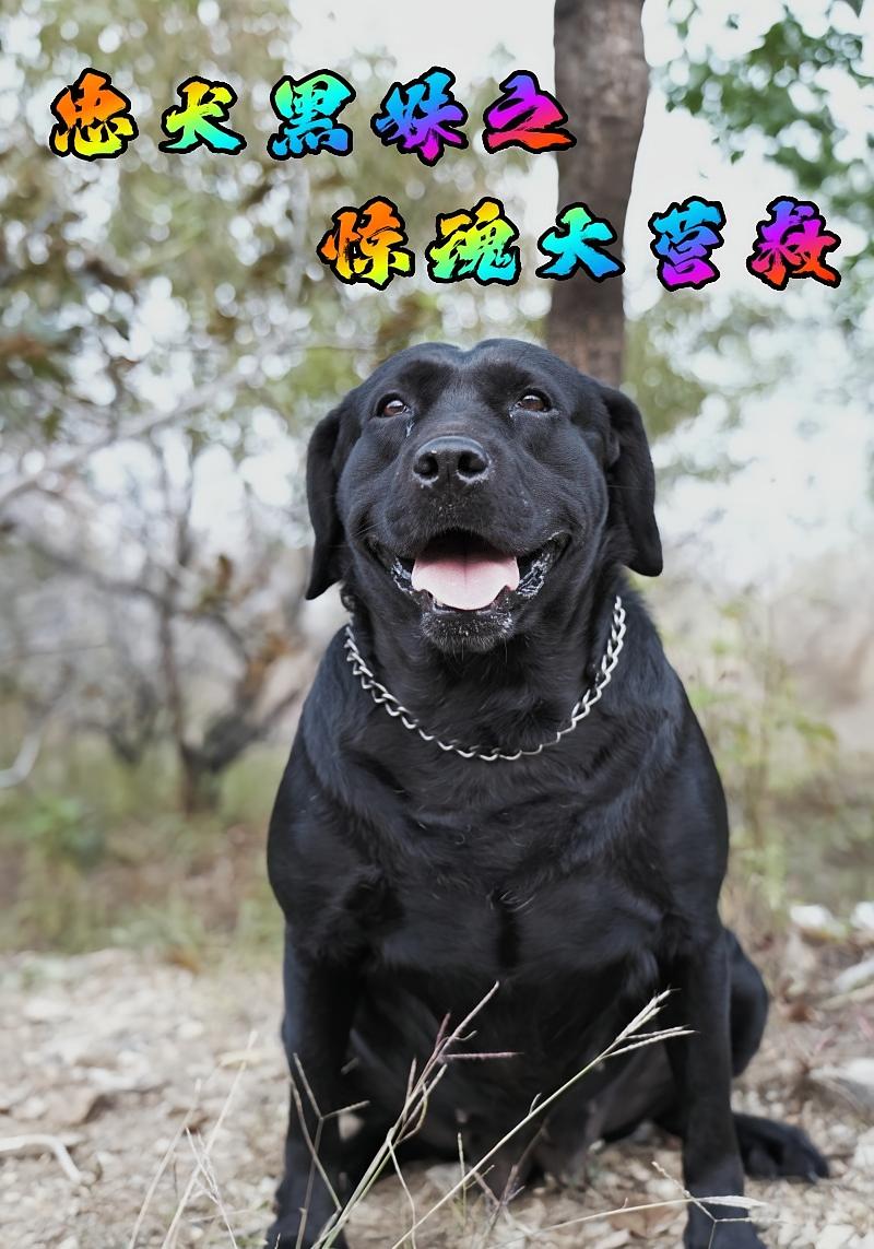 忠犬黑妹之惊魂大营救