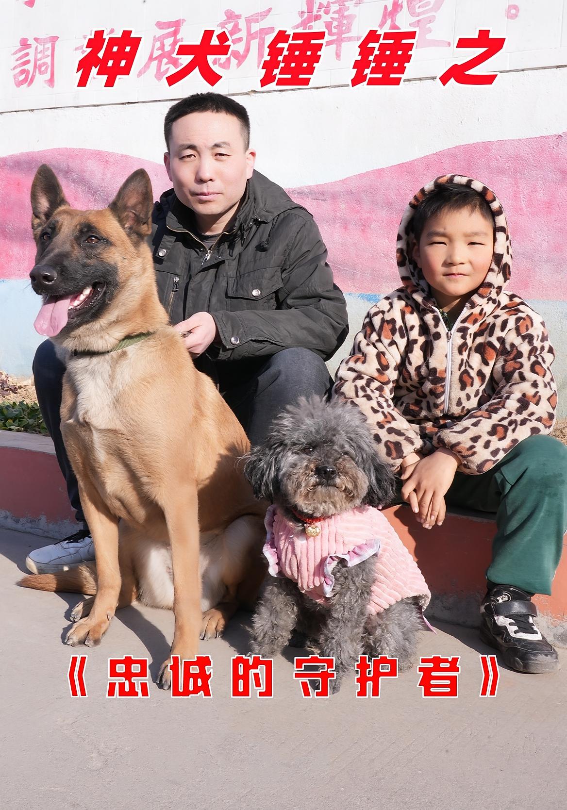 神犬锤锤之忠诚的守护者