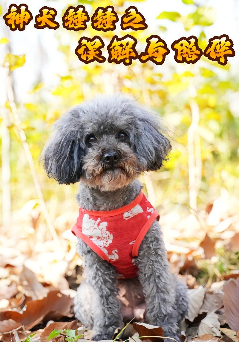 神犬锤锤之误解与陪伴