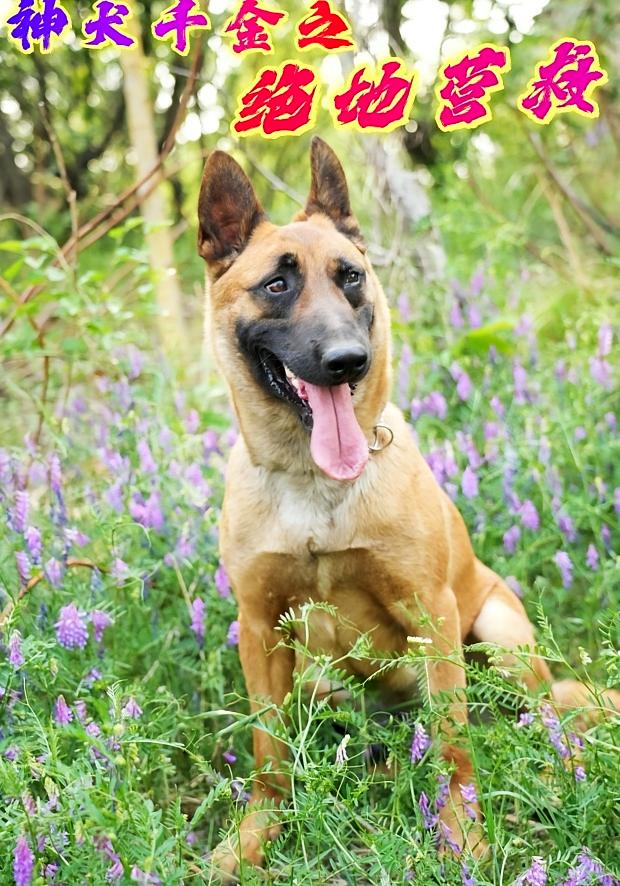 神犬千金之绝地营救