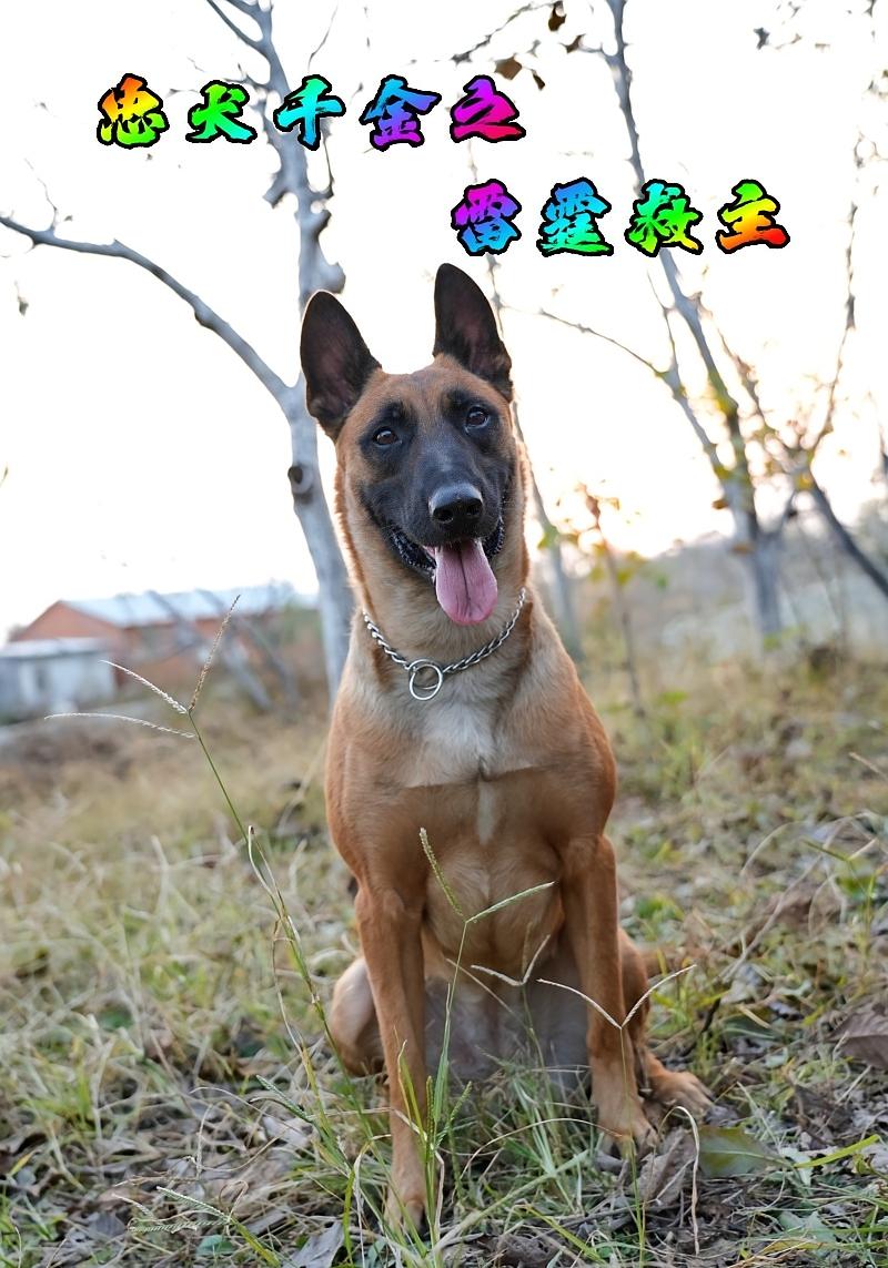 忠犬千金之雷霆救主