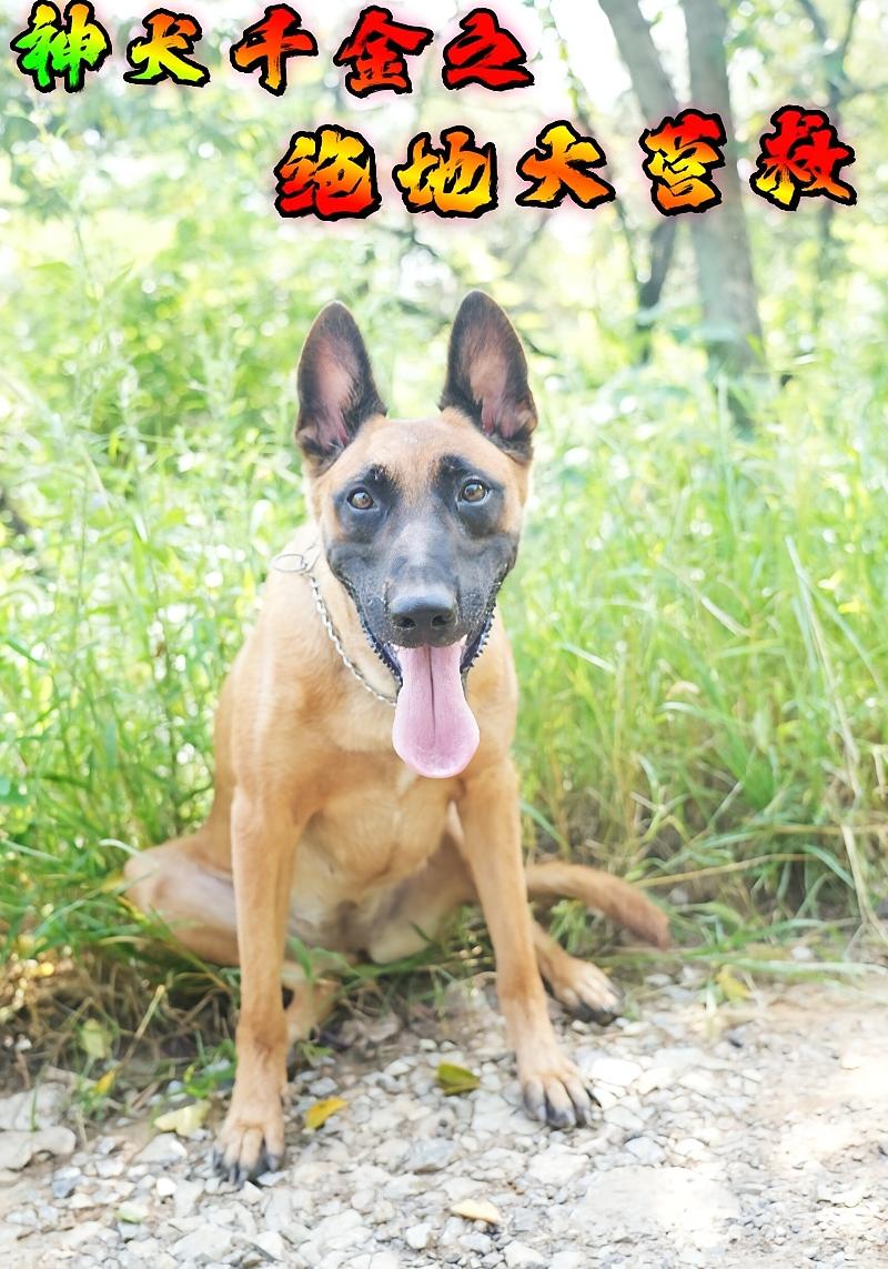 神犬千金之绝地大营救