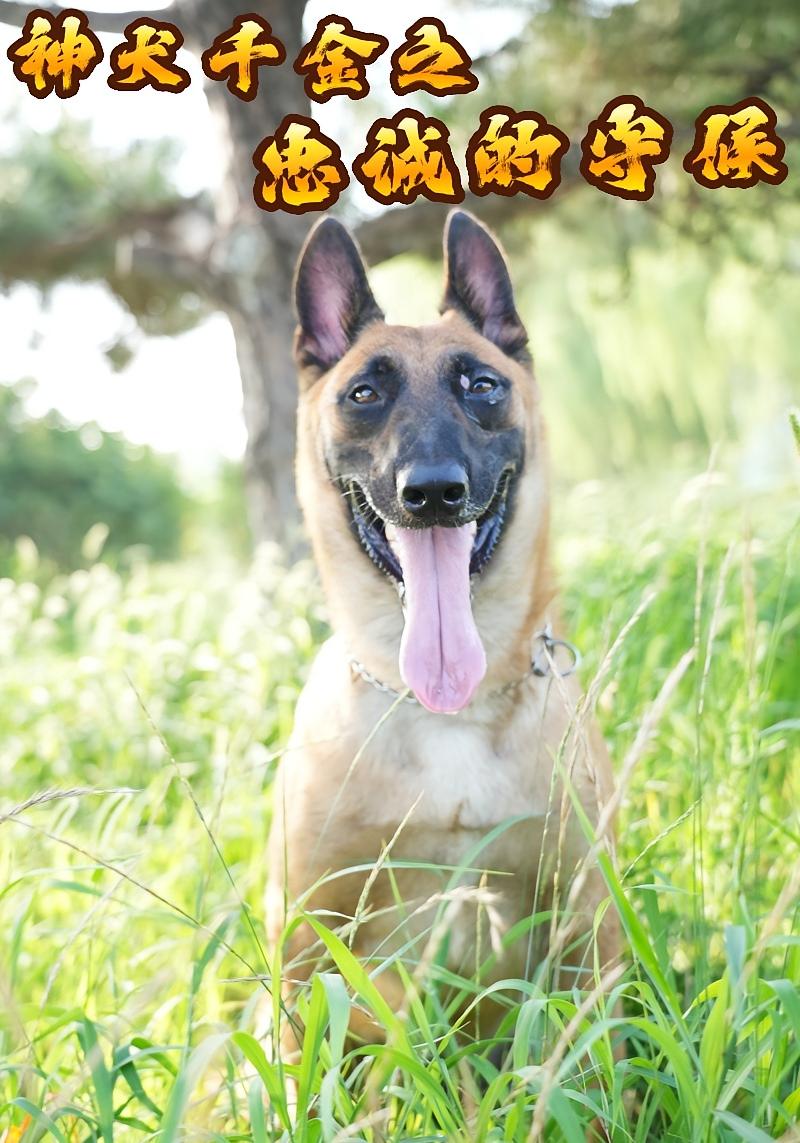 神犬千金之忠诚的守候