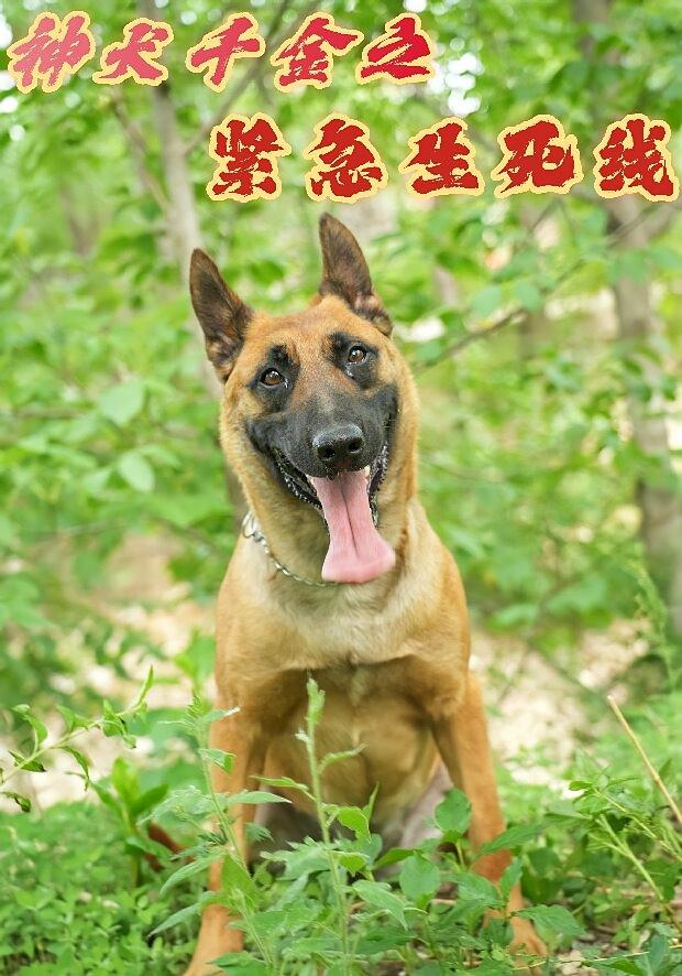 神犬千金之紧急生死线