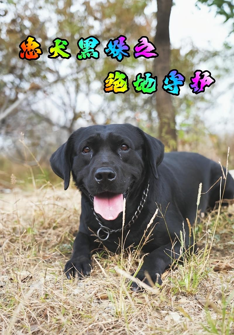 忠犬黑妹之绝地守护