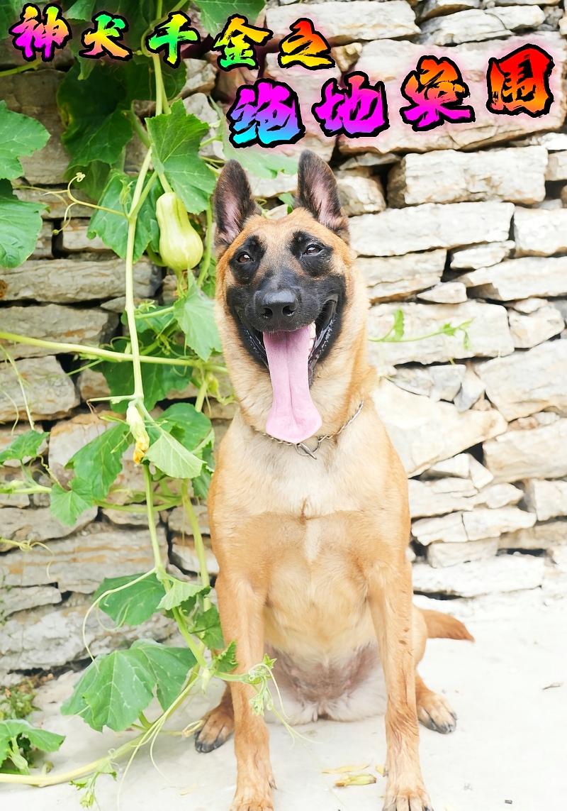 神犬千金之绝地突围