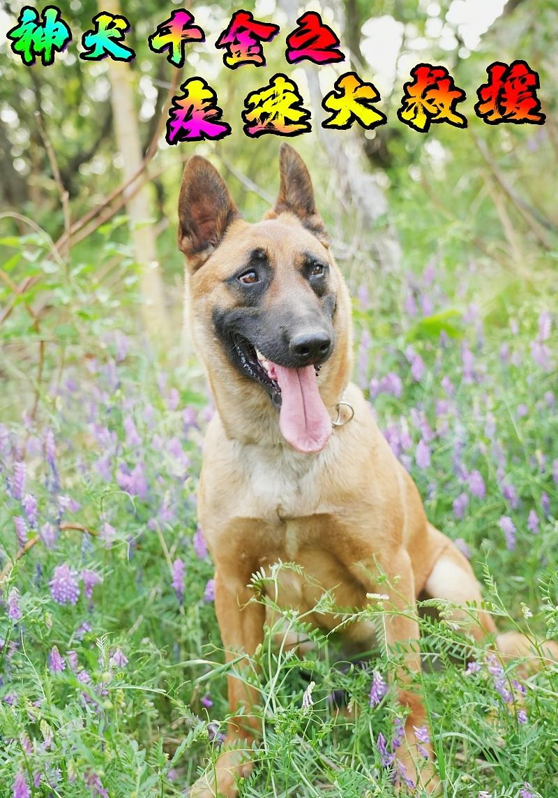 神犬千金之疾速大救援