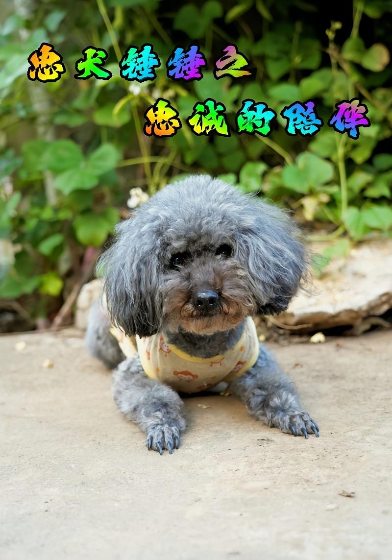 忠犬锤锤之忠诚的陪伴