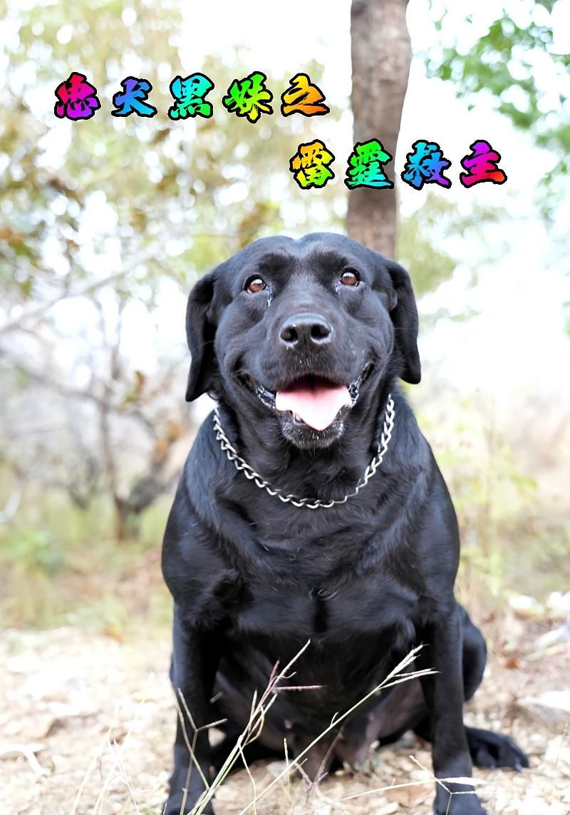 忠犬黑妹之雷霆救主