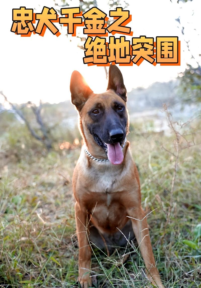 忠犬千金之绝地突围