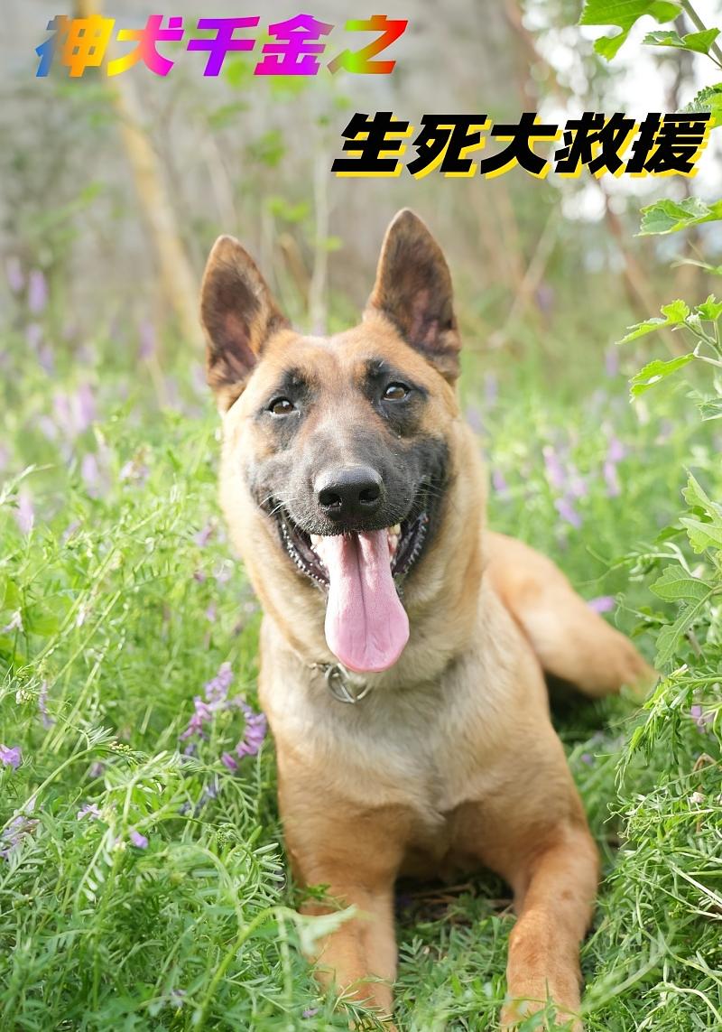 神犬千金之生死大救援