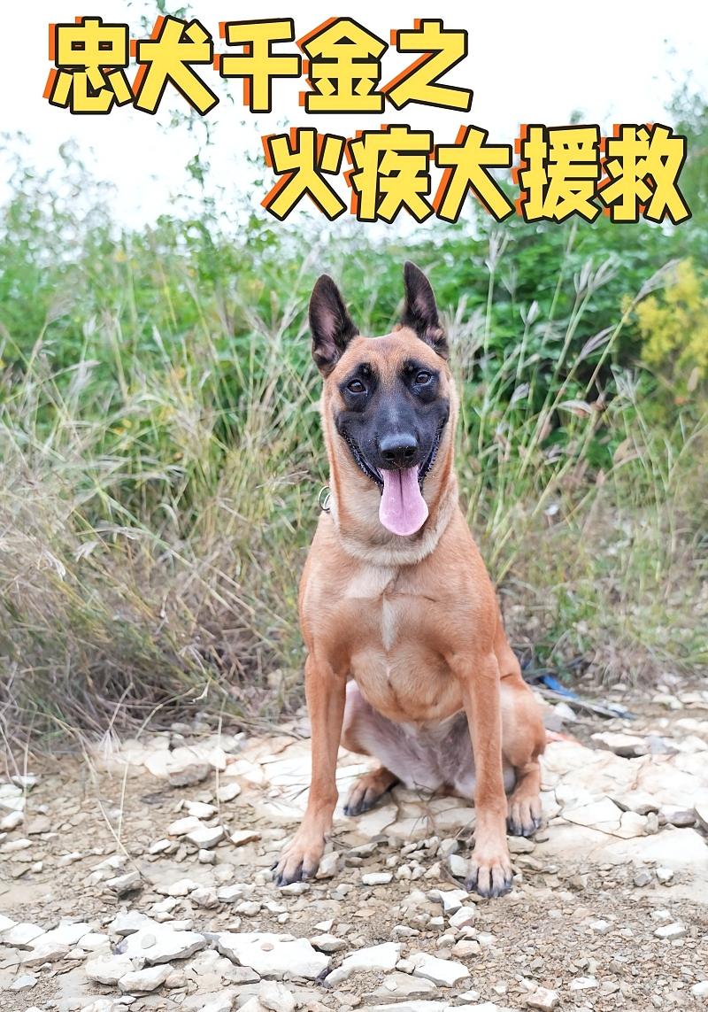 忠犬千金之火疾大援救