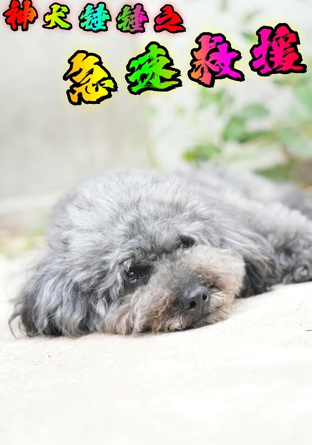 神犬锤锤之急速救援