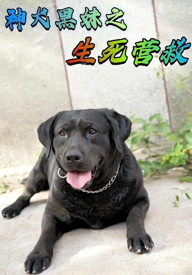 神犬黑妹之生死营救