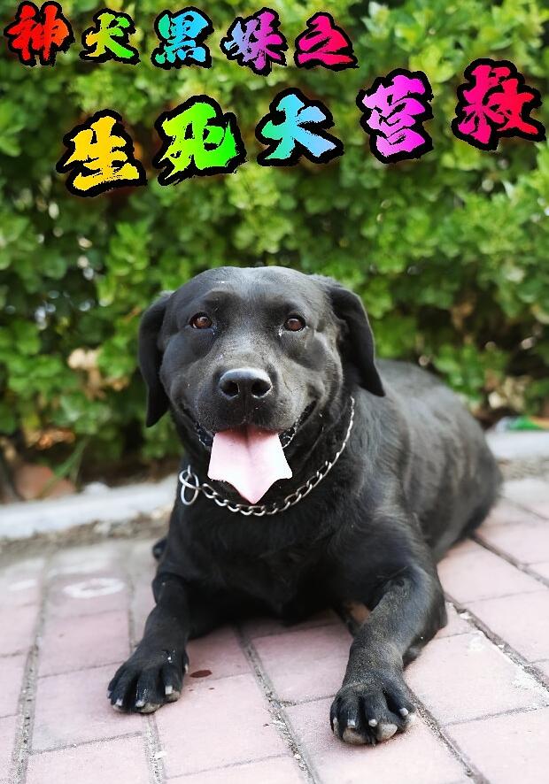 神犬黑妹之生死大营救