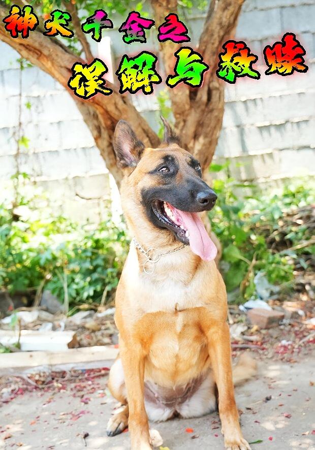 神犬千金之误解与救赎