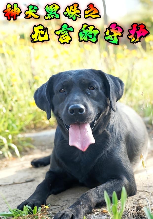 神犬黑妹之无言的守护