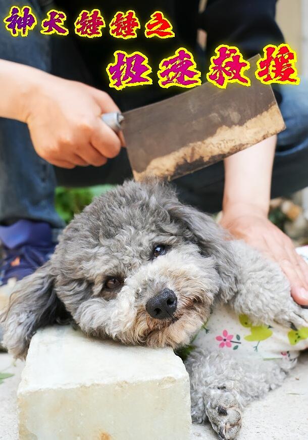 神犬锤锤之极速救援