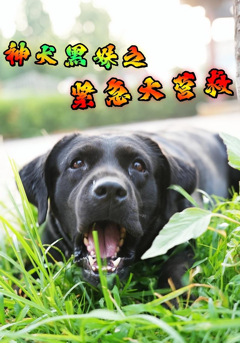 神犬黑妹之紧急大营救