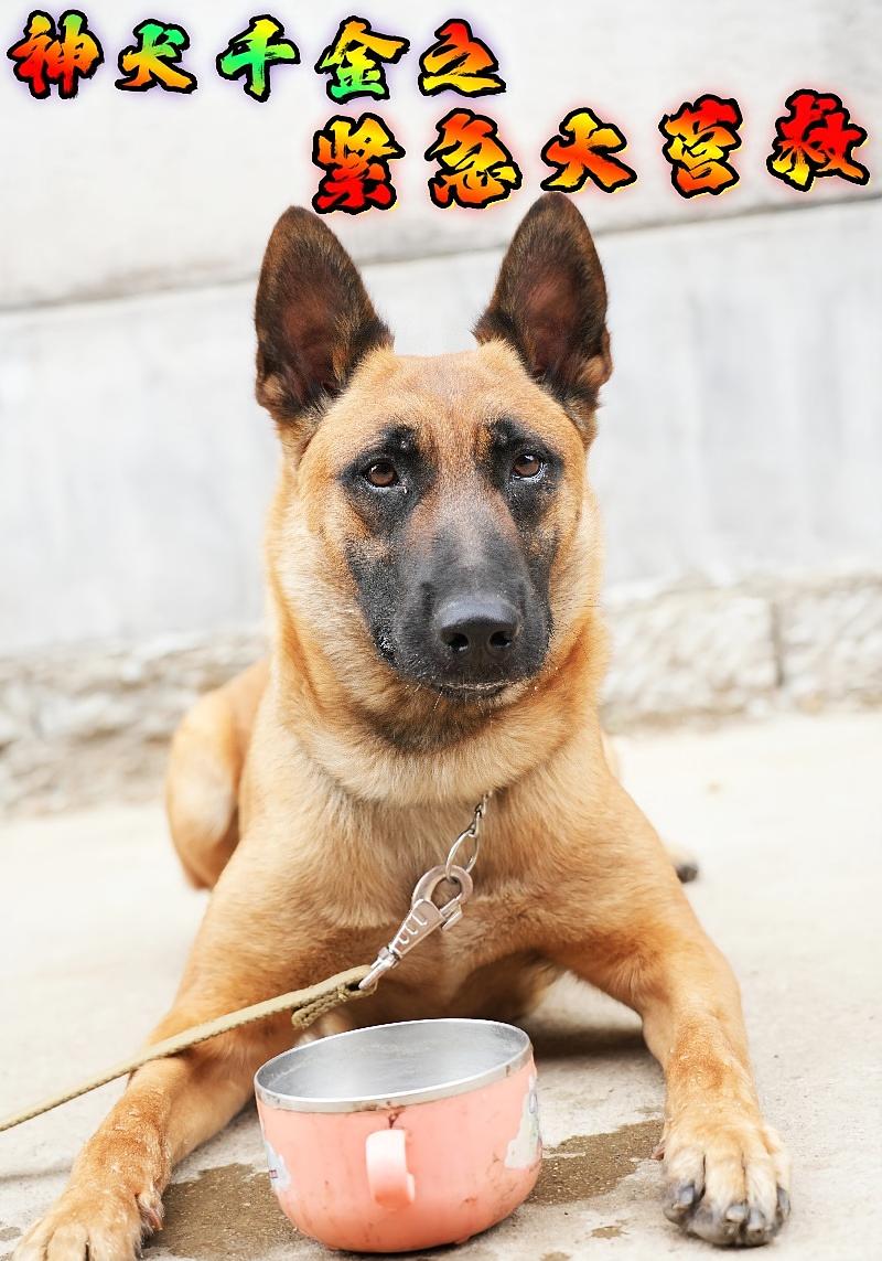 神犬千金之紧急大营救