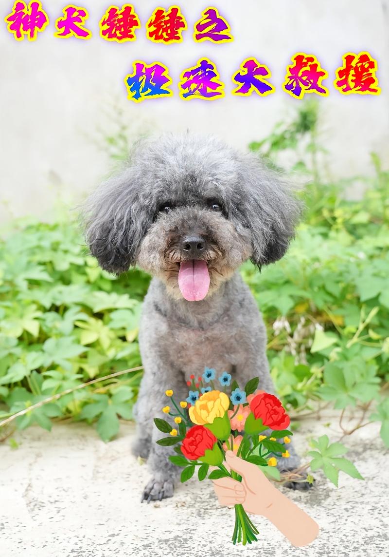 神犬锤锤之极速大救援