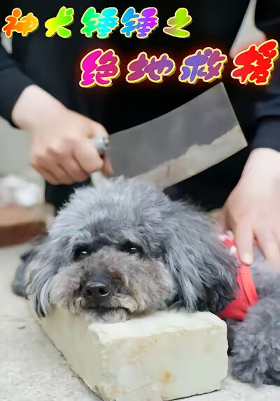 《神犬锤锤之绝地救援》剧照