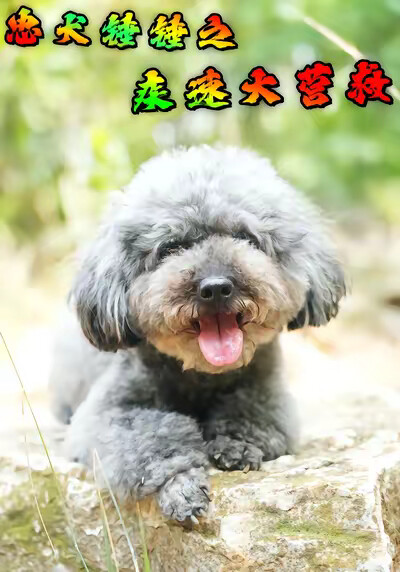 《忠犬锤锤之疾速大营救》剧照