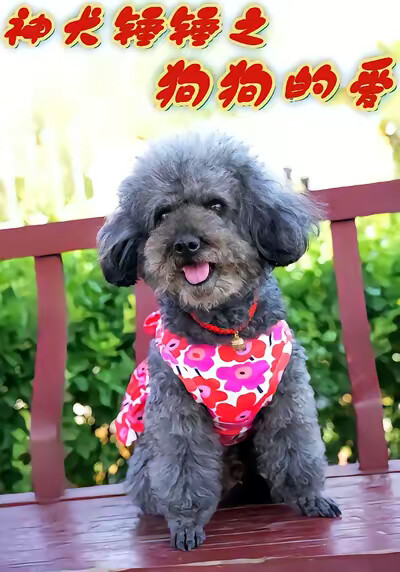 《神犬锤锤之狗狗的爱》剧照