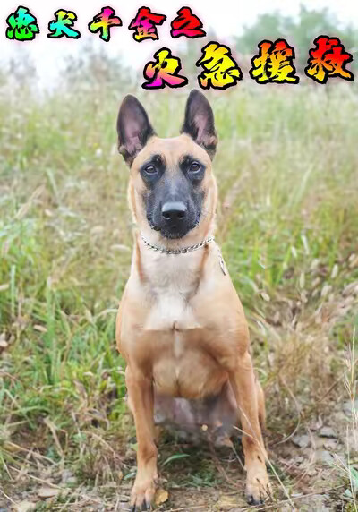 《忠犬千金之火急援救》剧照