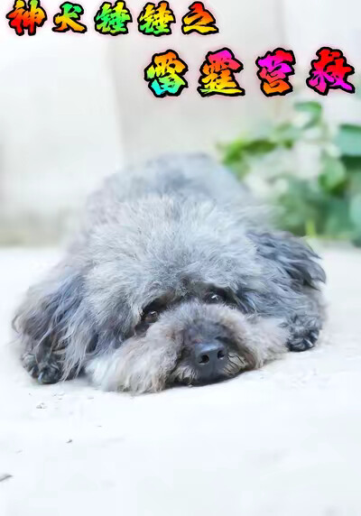 《神犬锤锤之雷霆营救》剧照