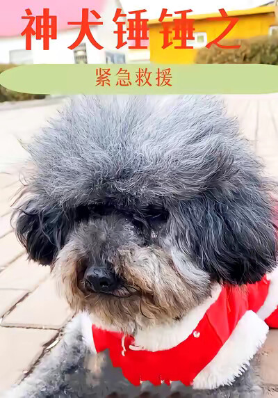 《神犬锤锤之紧急救援》剧照