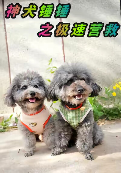《神犬锤锤之极速营救》剧照