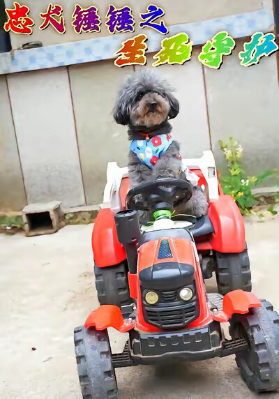 《忠犬锤锤之生死守护》剧照