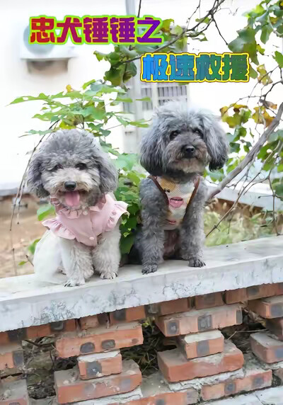 《忠犬锤锤之极速救援》剧照