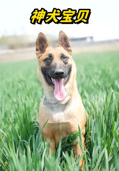 《神犬宝贝》剧照