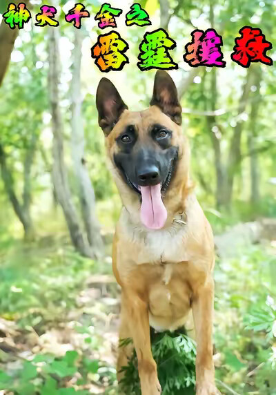 《神犬千金之雷霆援救》剧照