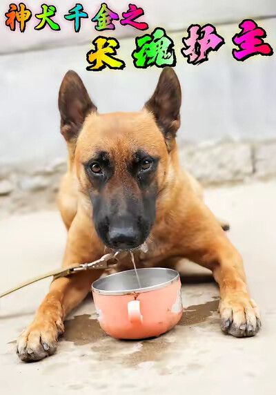 《神犬千金之犬魂护主》剧照