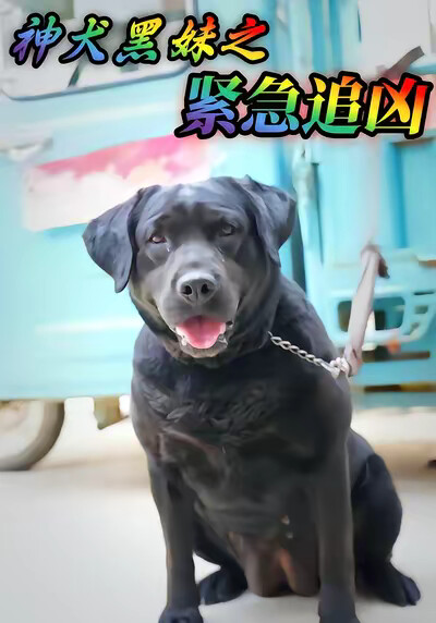 《神犬黑妹之紧急追凶》剧照