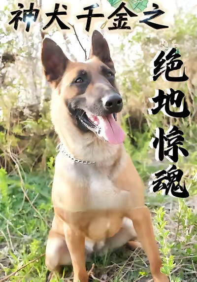 《神犬千金之绝地惊魂》剧照