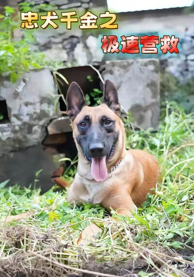 《忠犬千金之极速营救》剧照